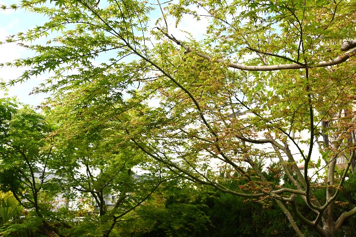 カエデの木が黄緑色の葉で覆われてきました。柔らかなきれいな葉です。