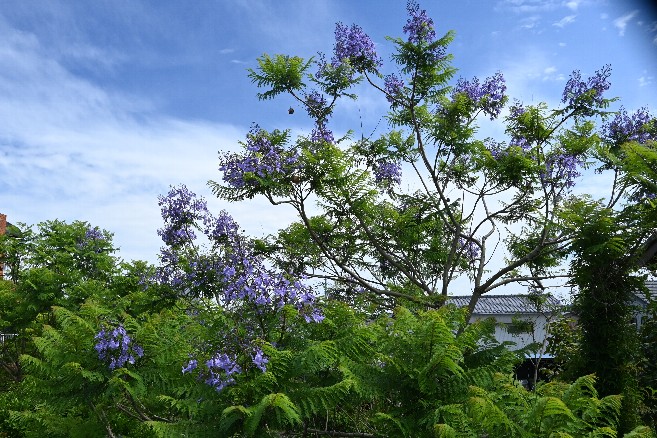 ジャカランダが咲き揃いました。 花の色が青空にくっきり映え、ベランダからの景観が最高です。