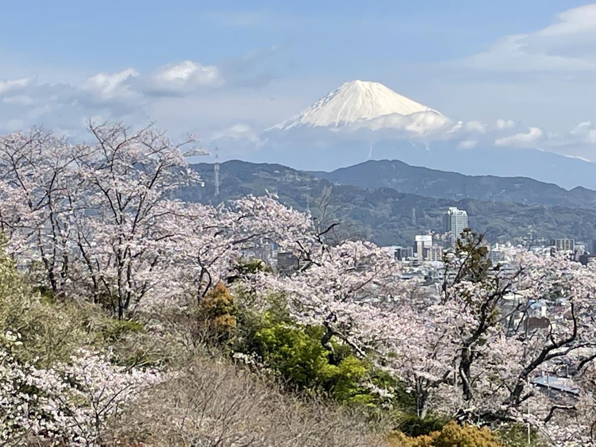 春の特別編　 「桜と富士山」の組み合わせを撮ってきました。 船越堤公園からの写真です。　
