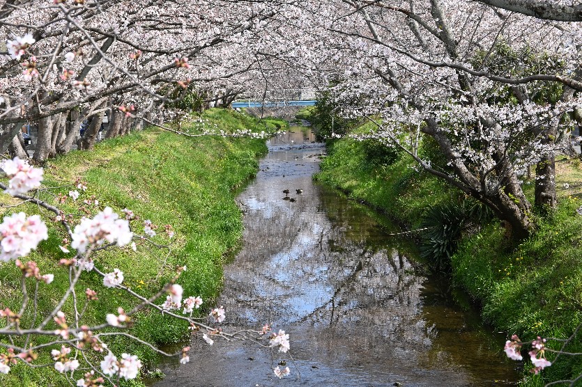 大沢川の両側の桜も満開でした。 のんびり撮影できました。