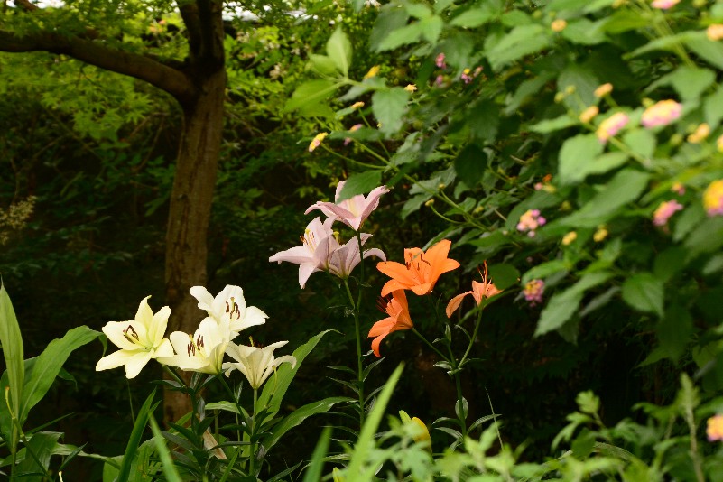 ５月の庭から、ユリの花です。