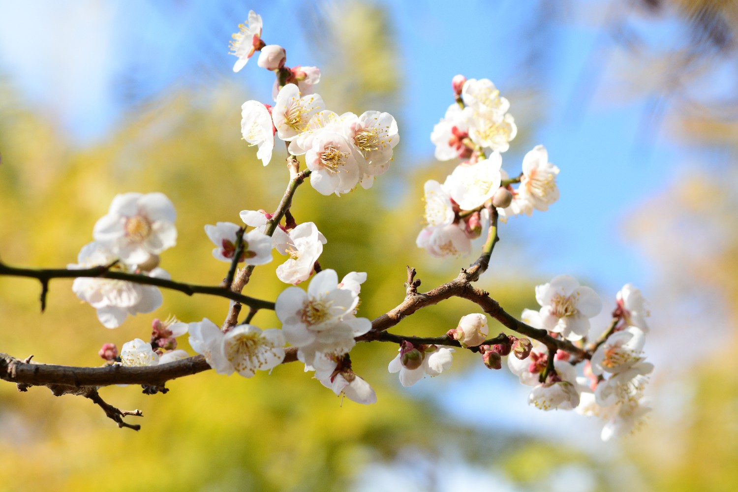 今年は実がたくさんつきそうです。