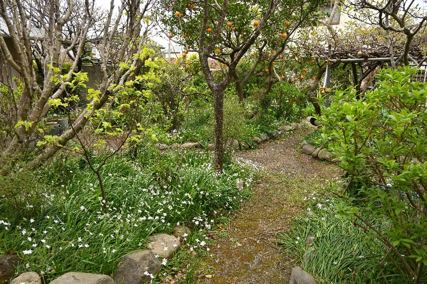 庭全体に花が咲き乱れています。シャガ、スノーフレークなども混じっています。