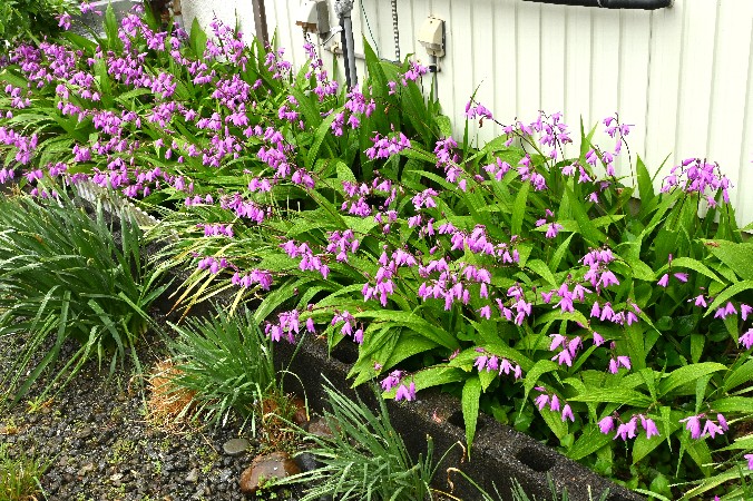 シランが満開になりました。家の脇に咲いている花を写しました。