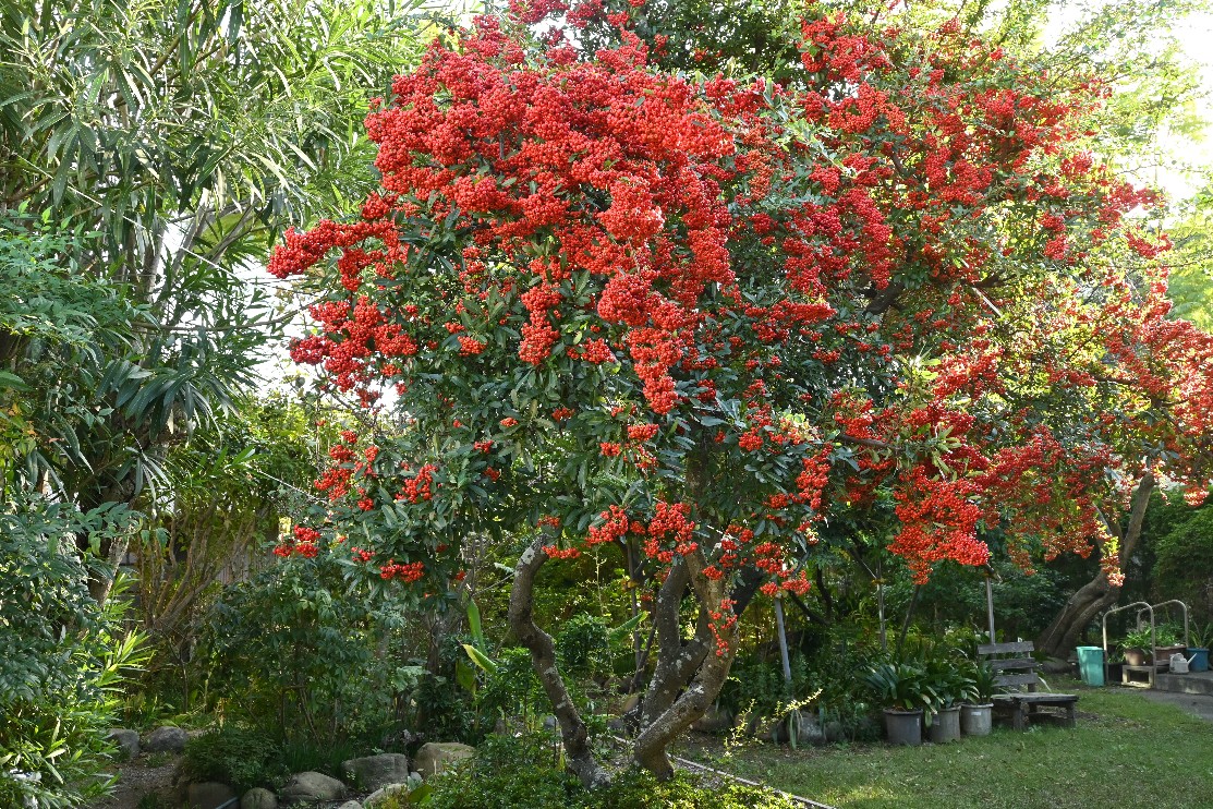 ピラカンサの実が真っ赤になりました。華やかさが少ない時期になり目立ちます。