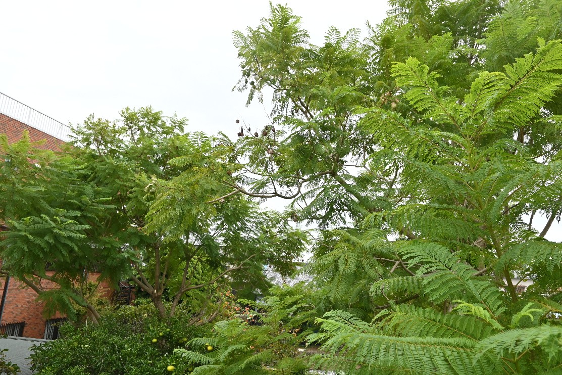 ジャカランダが大きく育っています。対策の必要がでてきました。強力な剪定を行いました。