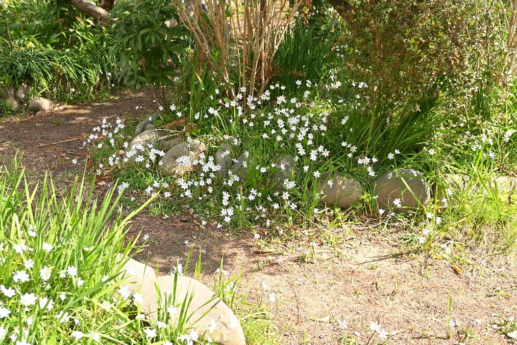 ハナニラが庭全面に咲いてきました。庭仕事で小さな球根が拡散するのです。