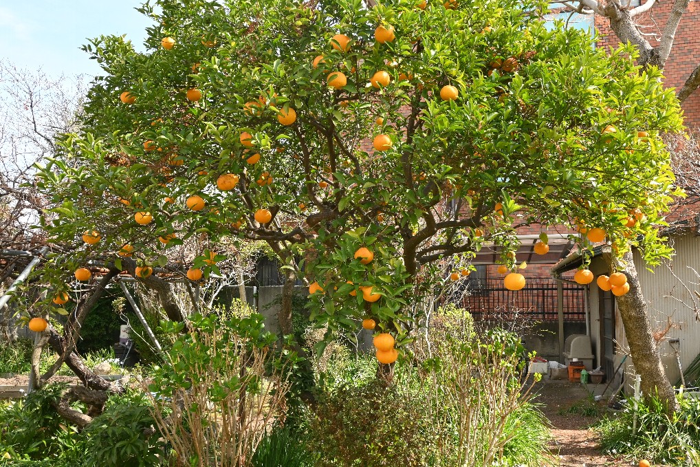 夏ミカンが甘くなってきました。そろそろ収穫しようと思います。👍