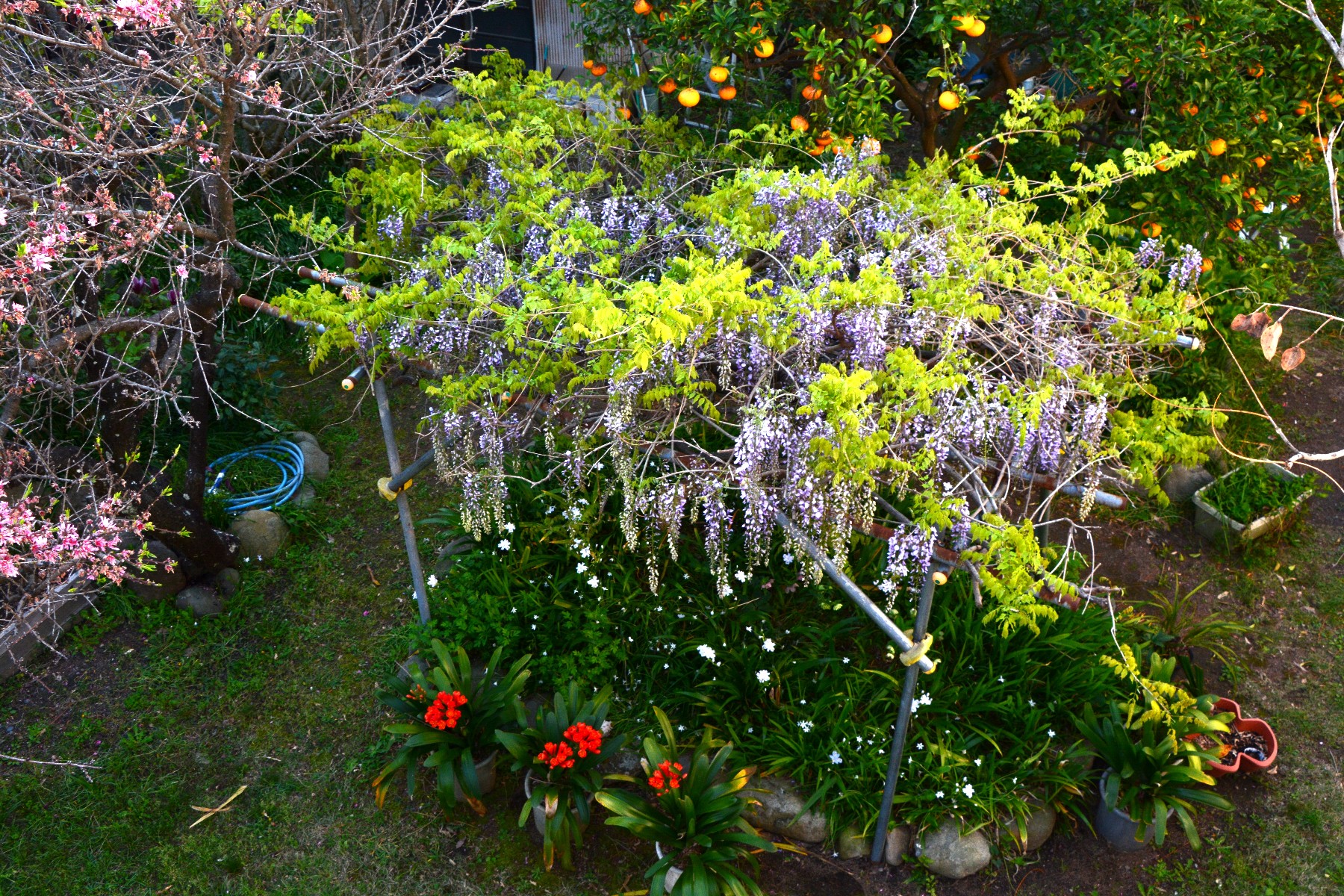庭の花があちこちで満開になってきっました。