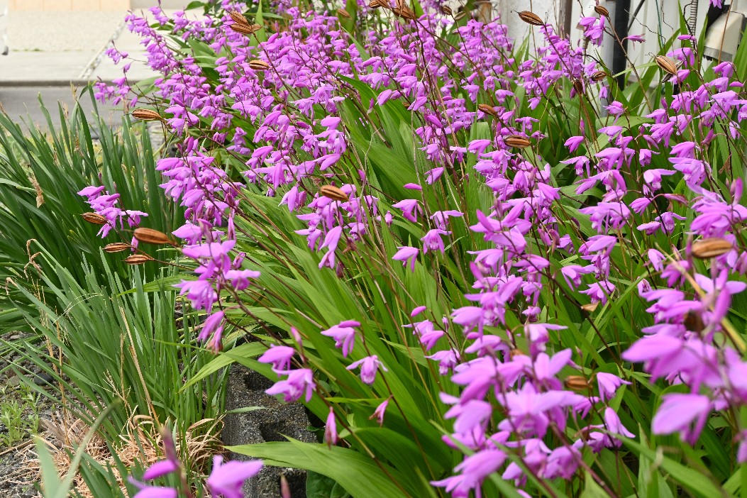 シランの球根は丈夫なのでかためて植えると華やかです。