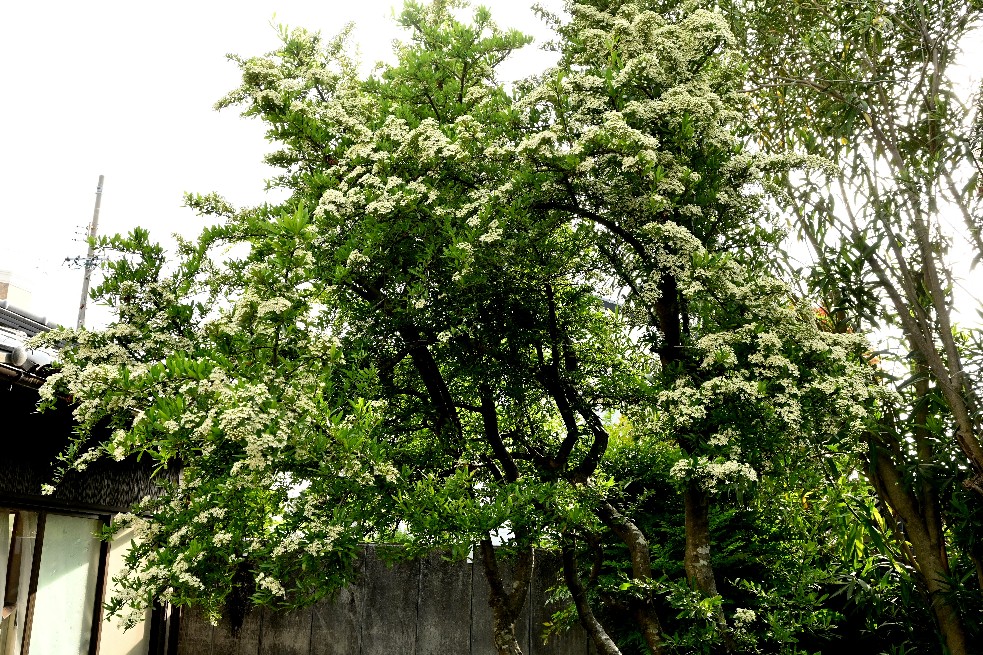 庭入口のピラカンサスの花が全開です。