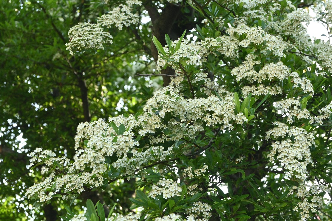 ひとつひとつの花は小さいのですが、近くでみるときれいです。